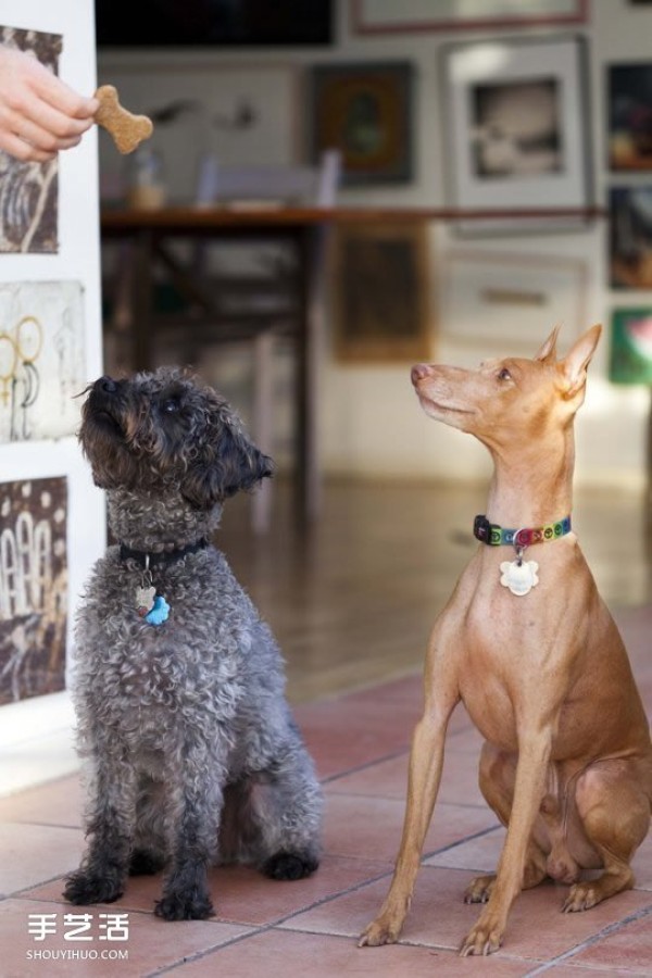 How to make homemade healthy dog ??snacks and bone-shaped pet biscuits