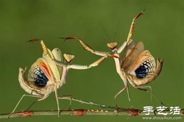 2014 Sony World Photo Contest: Fun and Wild Animal World