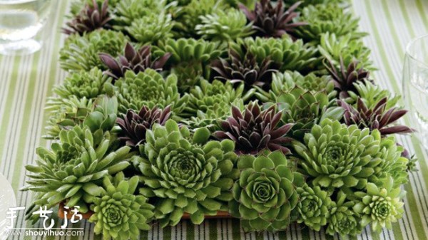 Succulents DIY decoration