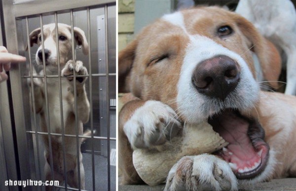 Pet photos before and after adoption let you see their mood changes