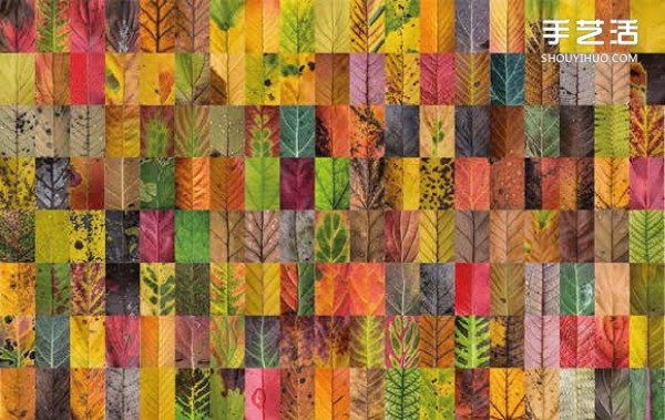 Use photography to preserve the beauty of leaves like a beautiful patchwork of leaves