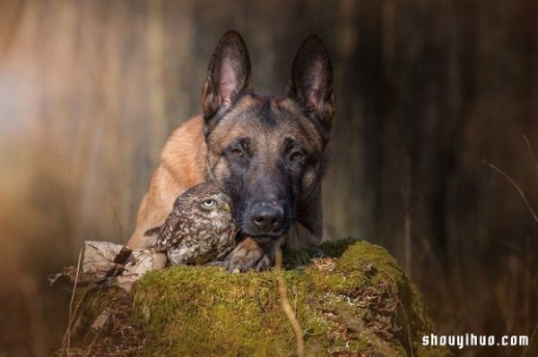 Real fairy tale ~ The pure love friendship between the little owl and the big dog