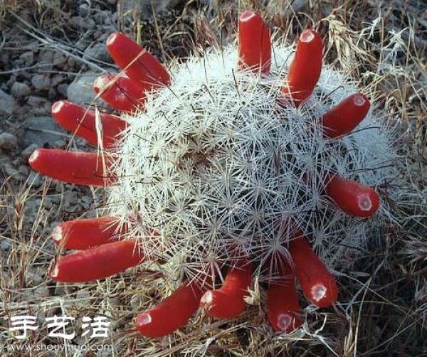 Beautiful Cactus Flower