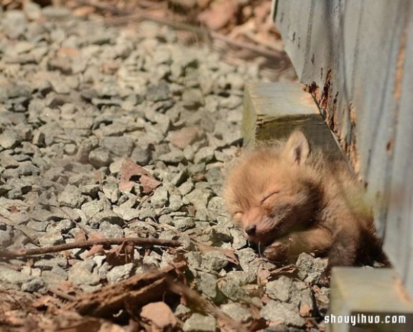 Cute photos of a fox baby that vindicates its treacherous image! 