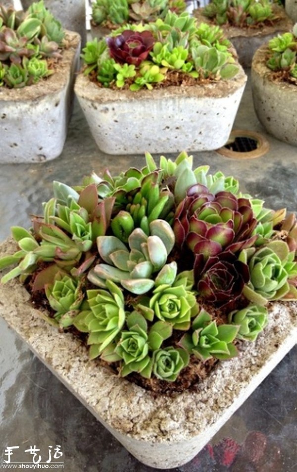 DIY potted plants with a mixed mix of succulent plants