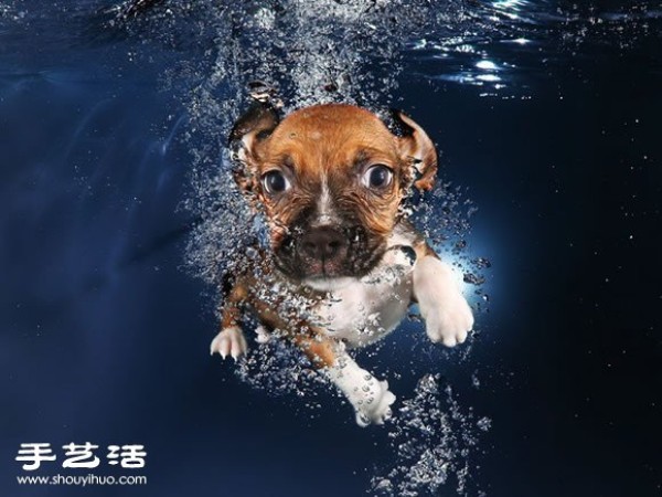 The photographer guides the puppy to swim to capture cute and natural pictures