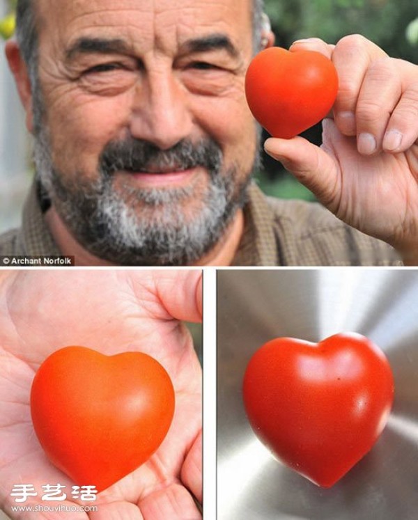 A British man grows a standard heart-shaped tomato, and its so cute! 