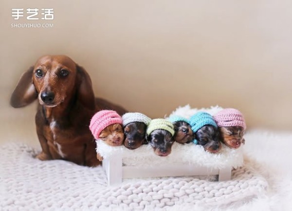 Healing Picture: A 100% Adorable Newborn Dachshund Baby