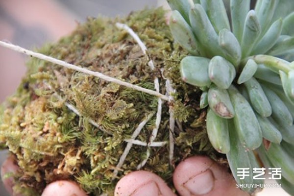 How to hang succulentsHang up and grow, no need for flower pots! 