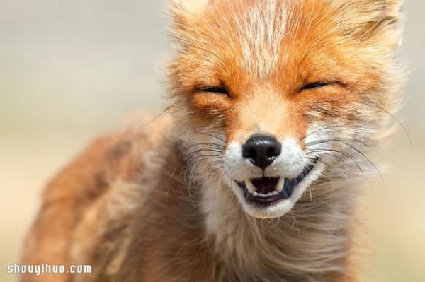 Photo of a fox taken by a mining engineer while working in the Arctic Circle