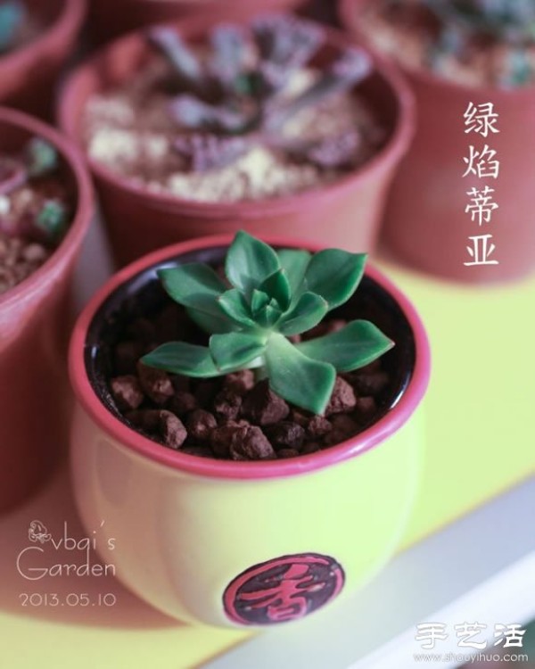 Introduction to cute and fleshy beautiful succulents