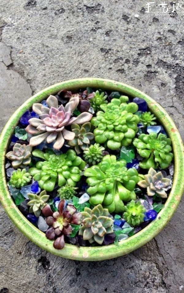 Echeveria genus succulent plant DIY water lily potted plant