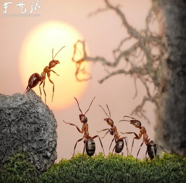 Macro photography: The magical world of ants