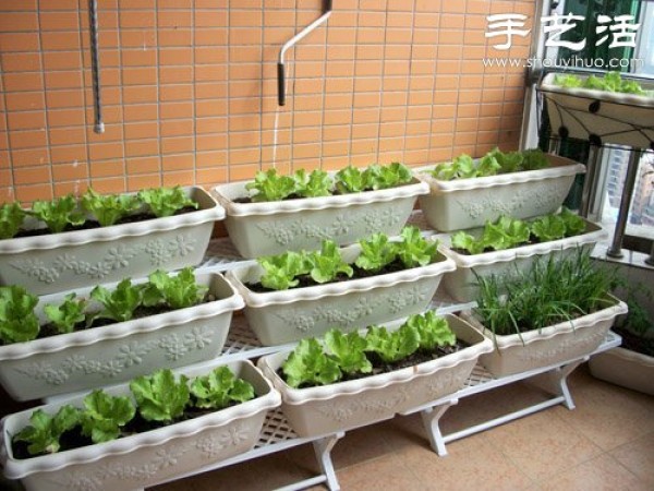 DIY a vegetable patch for your balcony