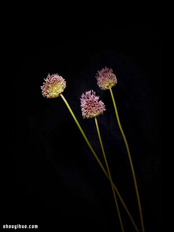 Flowerwork Flower fireworks designed by German artist