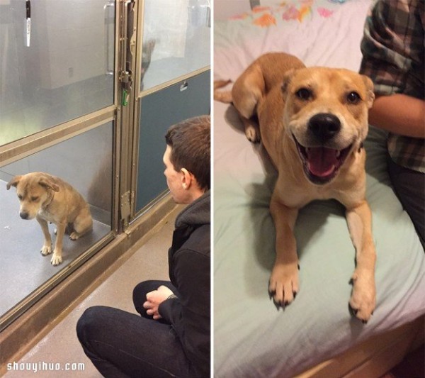 Pet photos before and after adoption let you see their mood changes