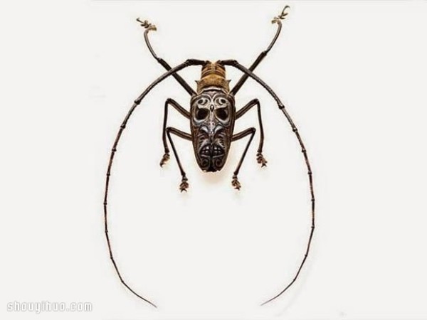 Scary but beautiful! Mask painting on insect specimens