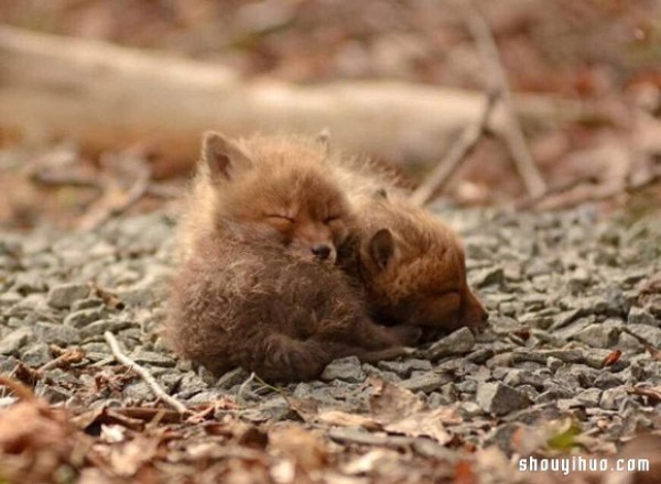 Cute photos of a fox baby that vindicates its treacherous image! 