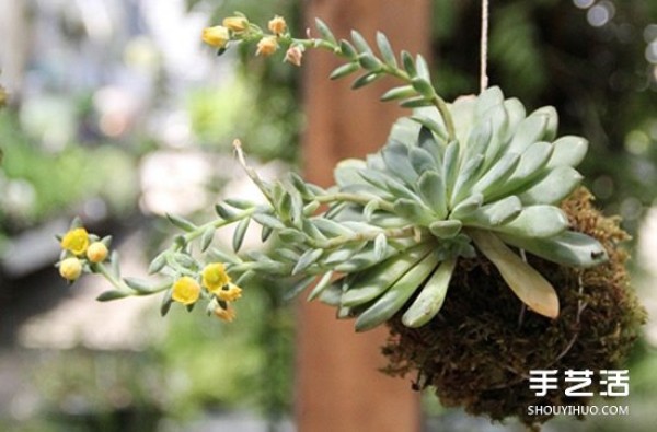 How to hang succulents and grow them without flower pots! 