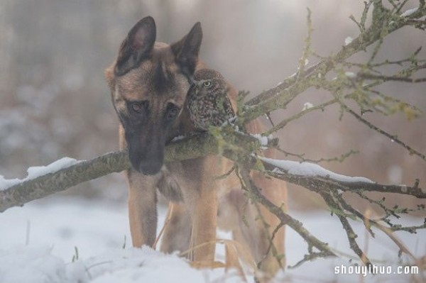 Real fairy tale ~ The pure love friendship between the little owl and the big dog