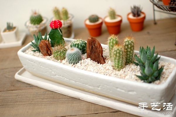 DIY Cute Cactus Potted Plant