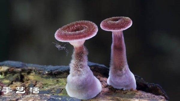 Incredible beauty: Beautiful fungi photographyEnjoy