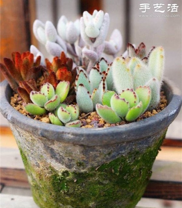 DIY beautiful succulent platter of common succulents