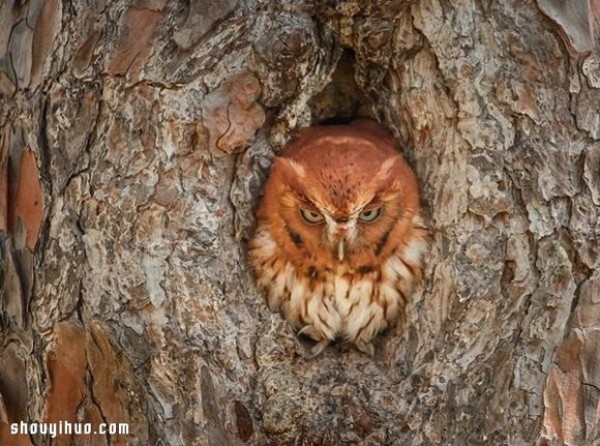 The camouflage skills of owls in the forest are even better than those of chameleons! 