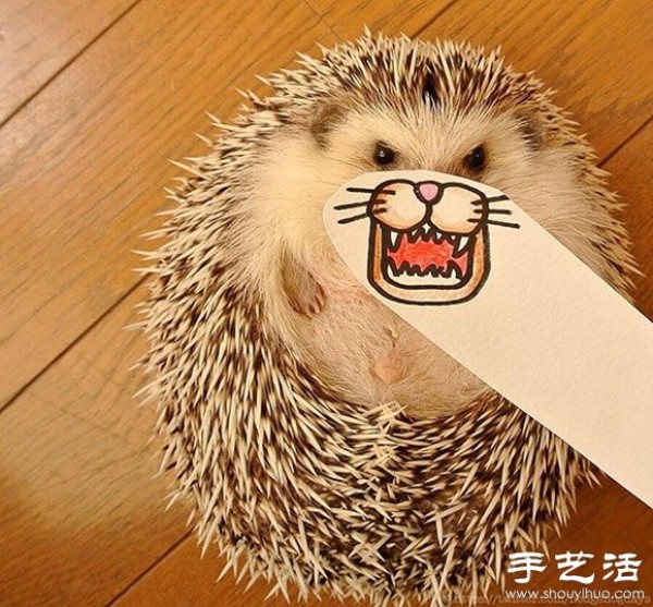 Little Creative DIY Super Cute Hedgehog Photography