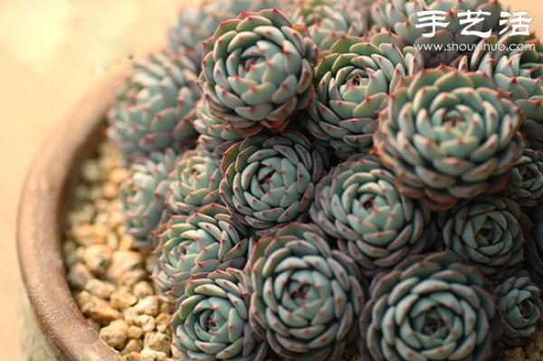 Tips for caring for succulents in spring