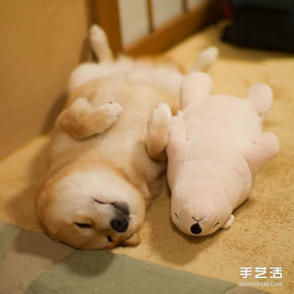 The Akita dog and its white bear best friend are sleeping in the same posture, so cute! 