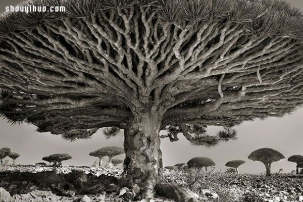 It took fourteen years to search for the oldest tree in the world