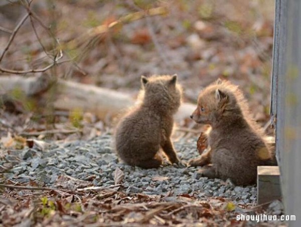 Cute photos of a fox baby that vindicates its treacherous image! 