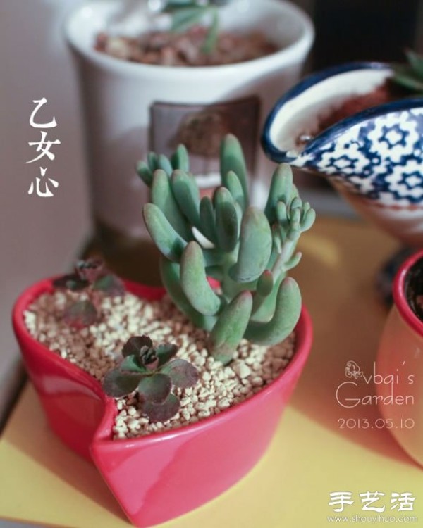 Introduction to cute and fleshy beautiful succulents