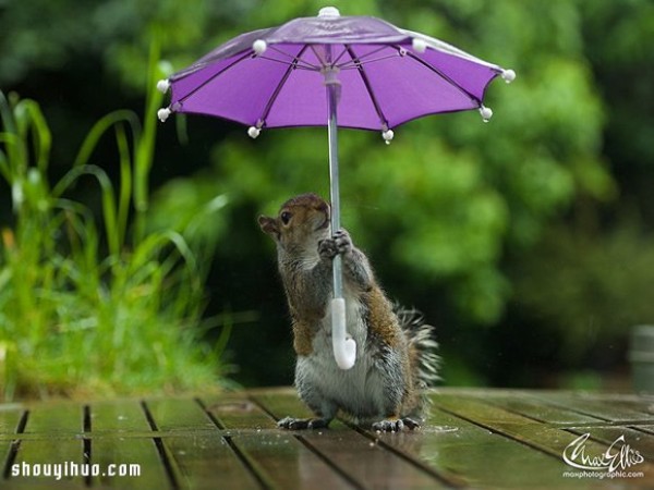 The cute photo of a squirrel holding an umbrella hiding from the rain will bring you a good mood all day long Mood