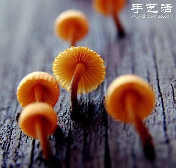 Beautiful and dreamy mushrooms, it turns out that mushrooms can also be viewed