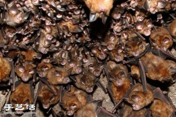 Counting poop is a beautiful photo of a large gathering of creatures you have never seen