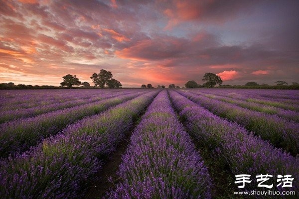 Lavender Family Farm in Somerset, UK