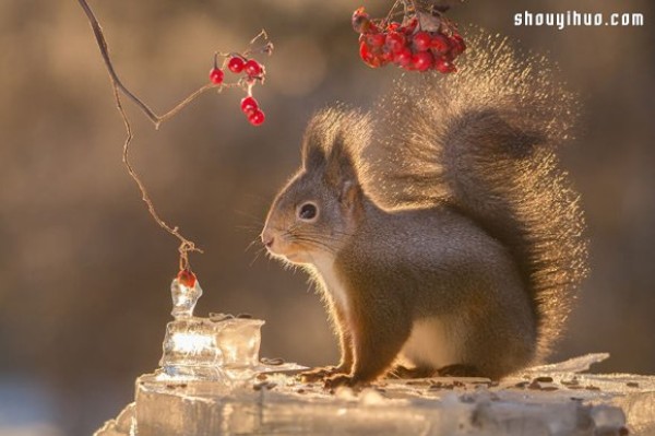 The scenery seen from the window of my house: the funny squirrel paradise!