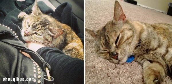 Pet photos before and after adoption let you see their mood changes