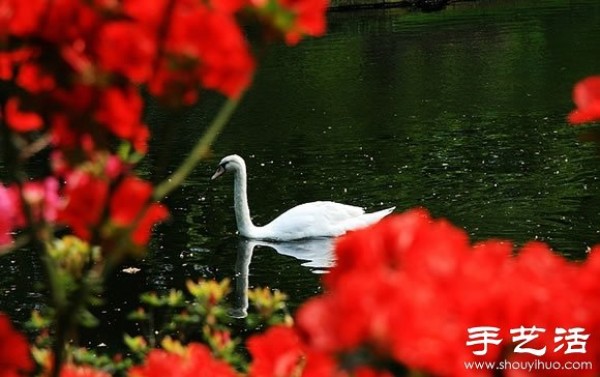 The most beautiful garden in spring - Keukenhof Park