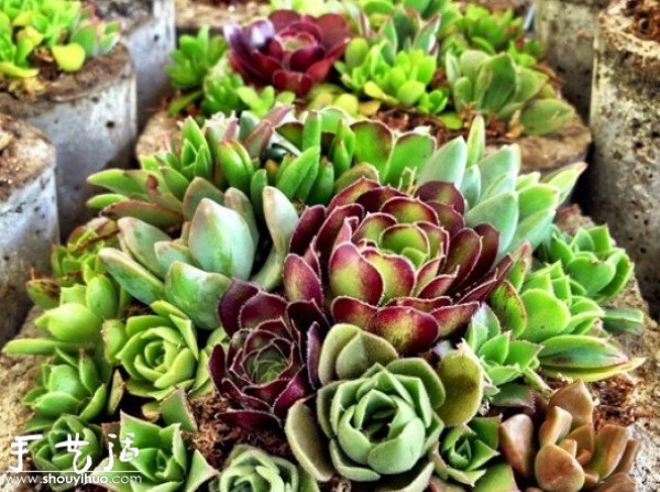 DIY potted plants with a mixed mix of succulent plants