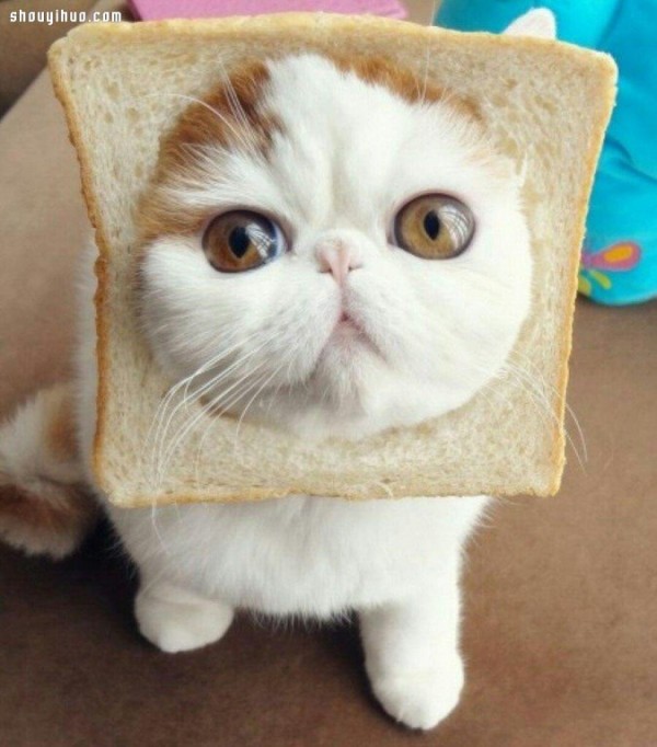 18 world-famous cat stars that are irresistible