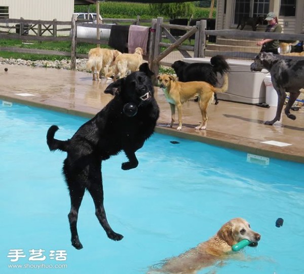 Happy pool party for dogs to have fun!