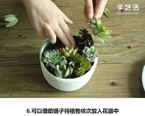 How to grow succulents, how to grow succulents, how to make a succulent platter, how to make