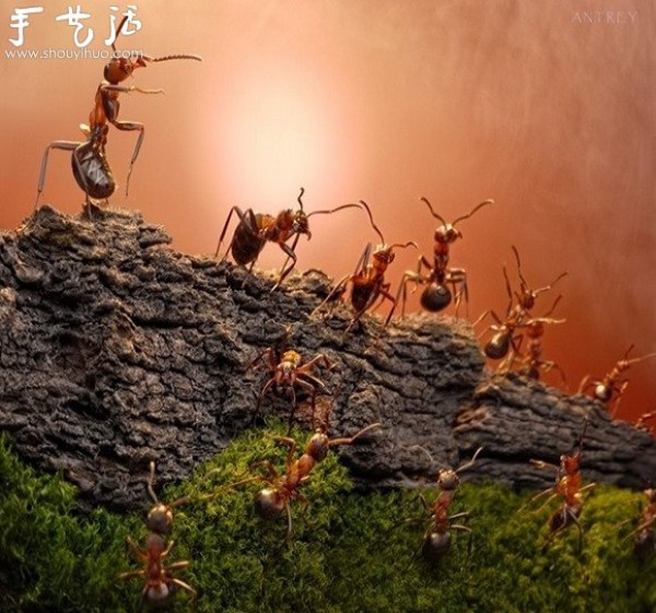 Macro photography: The magical world of ants