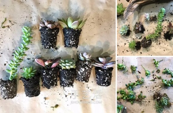 DIY method of making succulent bonsai by picking up cedar trunks and using them as flower pots