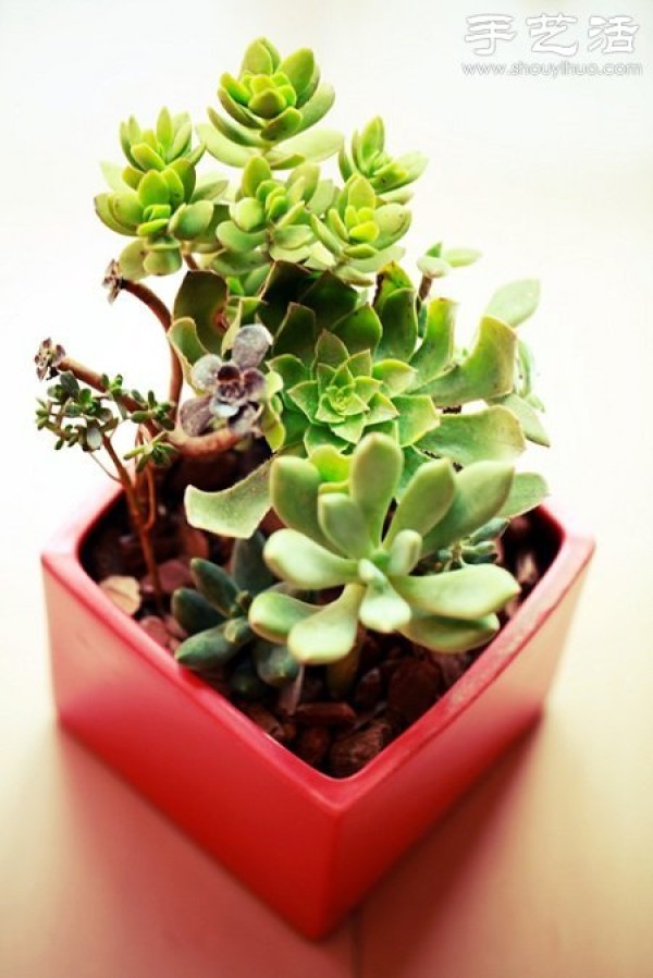 Introduction to succulent plant care and how to care for succulents