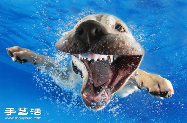 The photographer guides the puppy to swim to capture cute and natural pictures