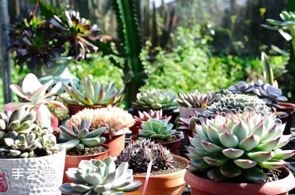 Introduction to succulents! A must-learn method for raising succulents for beginners